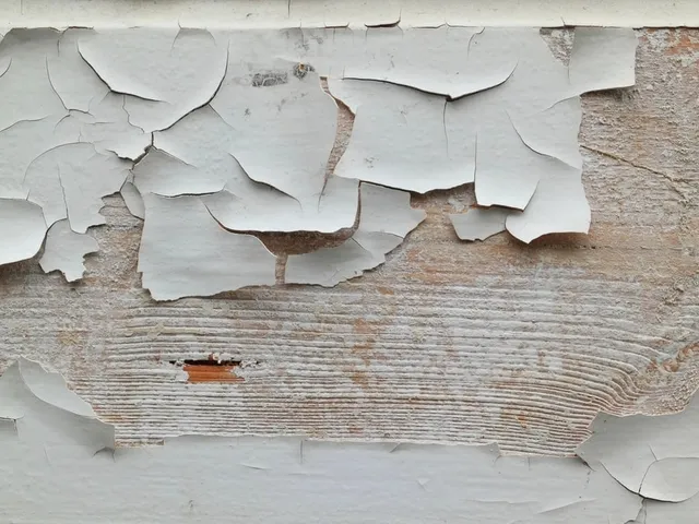 Flakes of white paint curling away from a wall